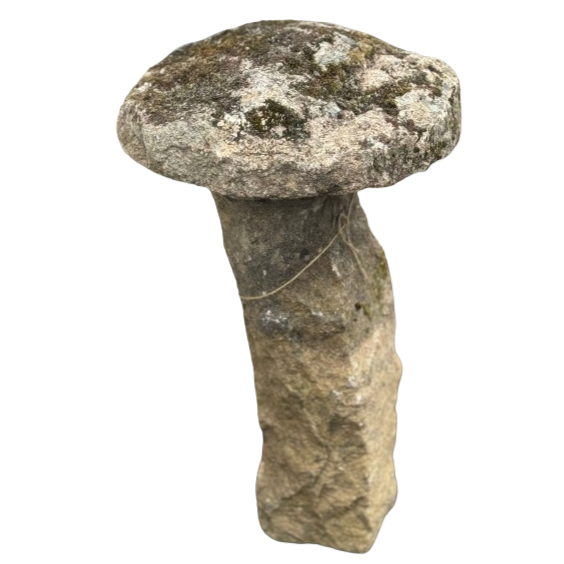 Saddle Stone Mushroom